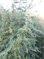 Urtica dioica
