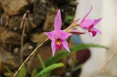 Laelia anceps