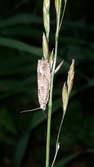 Pelochrista caecimaculana