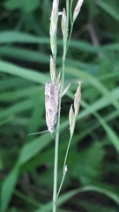 Pelochrista caecimaculana