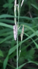 Pelochrista caecimaculana