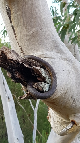 Common Tree Snake sighting