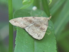 Phalaenostola eumelusalis