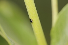 Brachiacantha uteella