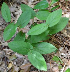 Aristolochia reticulata