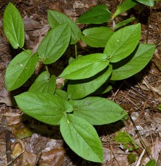 Aristolochia reticulata
