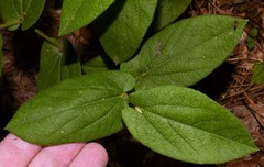 Aristolochia reticulata
