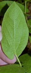 Aristolochia reticulata