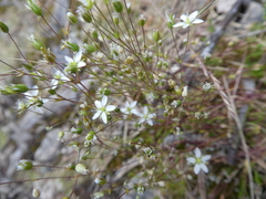 Sabulina uralensis
