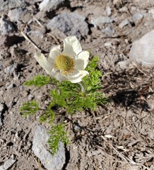 Anemone drummondii drummondii