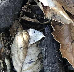 Micrathetis triplex