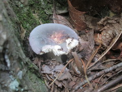 Russula modesta