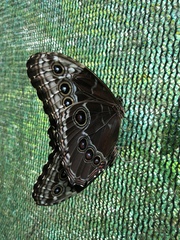 Morpho helenor marinita