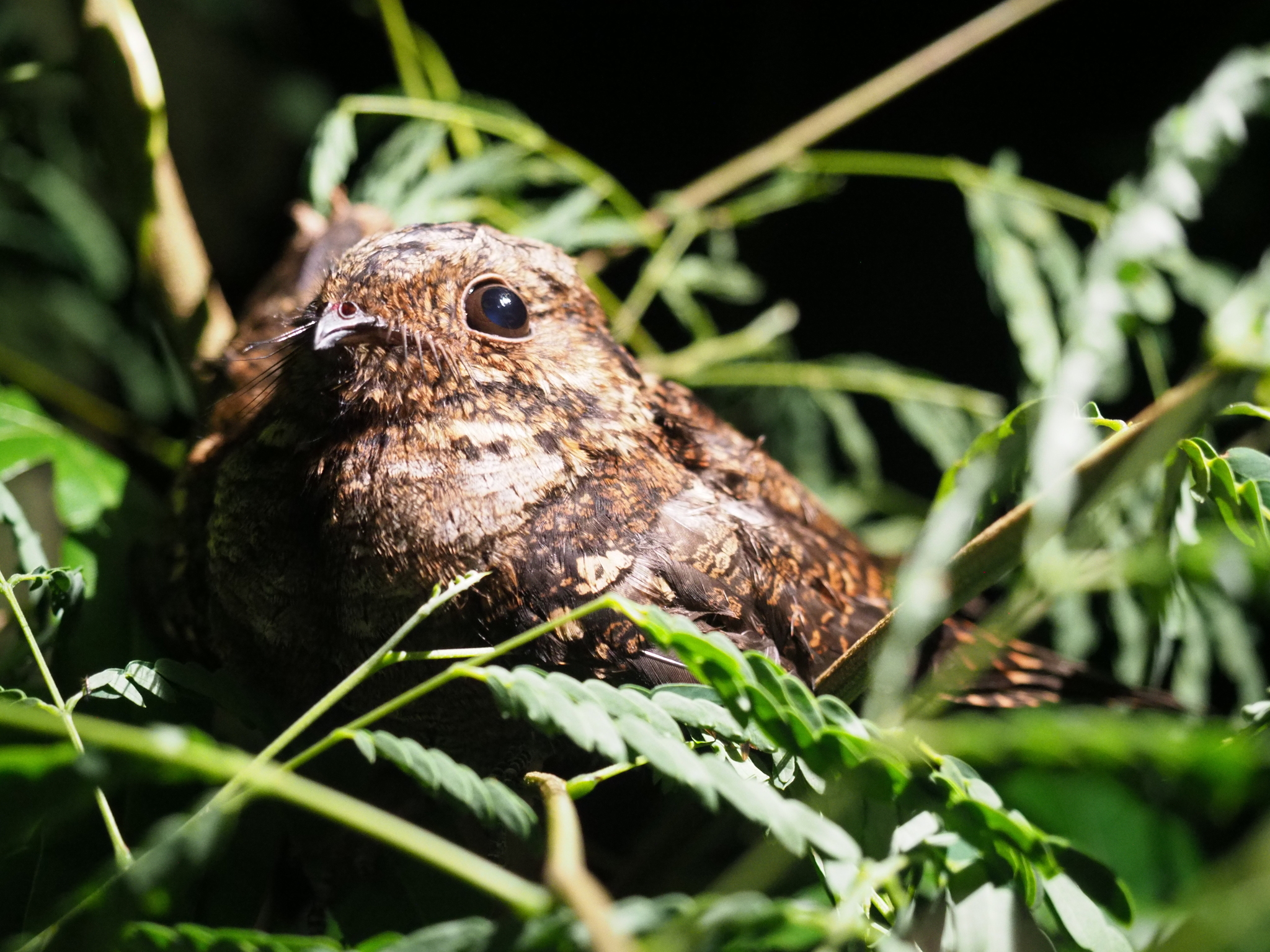 Palau Nightjar illustration
