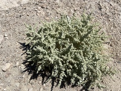 Atriplex parryi