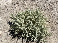 Atriplex parryi