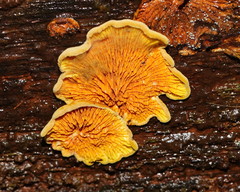 Pseudomerulius