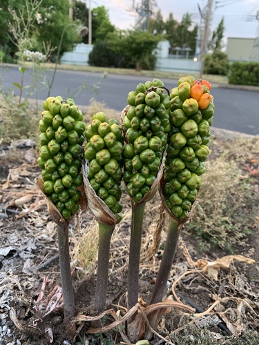 Arum italicum