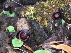 Corybas recurvus