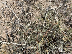 Psorothamnus arborescens minutifolius