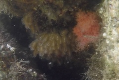 Clavelina