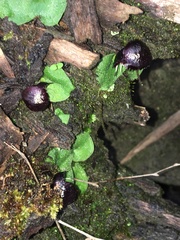 Corybas recurvus