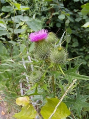 Cirsium vulgare
