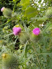 Cirsium vulgare