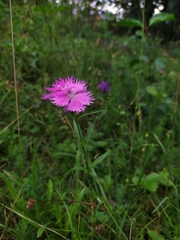 Dianthus plumarius