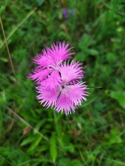 Dianthus plumarius