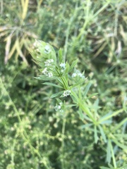 Galium aparine