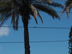 Pycnonotus sinensis formosae