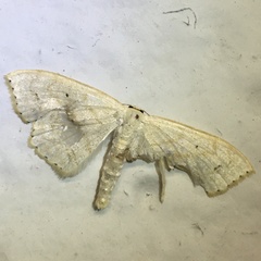 Idaea dimidiata