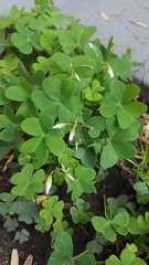 Oxalis