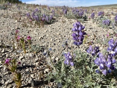 Lupinus duranii