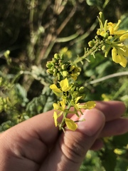 Rhamphospermum arvense