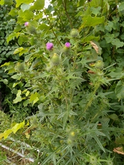 Cirsium vulgare