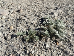 Astragalus monoensis