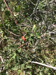 Rhus aromatica aromatica