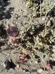 Astragalus monoensis