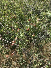 Rhus aromatica aromatica