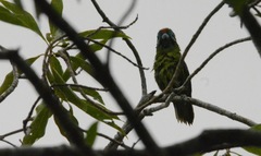 Cyclopsitta diophthalma