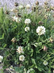 Trifolium repens