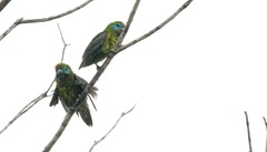 Cyclopsitta diophthalma