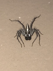 Oxyopes tridens