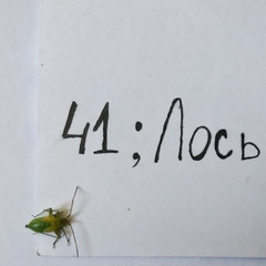 Adelphocoris lineolatus