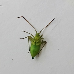 Adelphocoris lineolatus