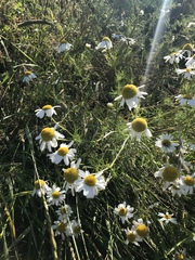 Matricaria chamomilla