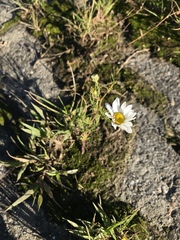 Tripleurospermum inodorum