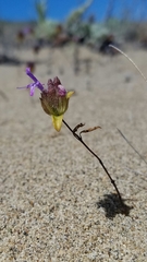 Monardella sinuata nigrescens